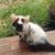 Cow Cat 1 thumbnail