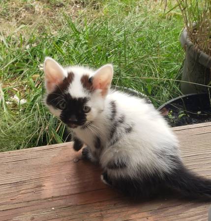 Cow Cat 1