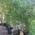 BAMBOO PLANTS $30 (1/8 price!)BEST THING for PRIVACY 2 thumbnail