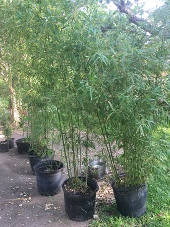 PLANTAS DE BAMBOO $30 (¡1/8 de precio!) IDEALES PARA PRIVACIDAD - $30 (Georgetown)63469927551235121