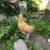 Chicken - Buff Orpingtons young pullets / chicks / chickens 4 thumbnail