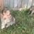 Aussie poms 18 thumbnail