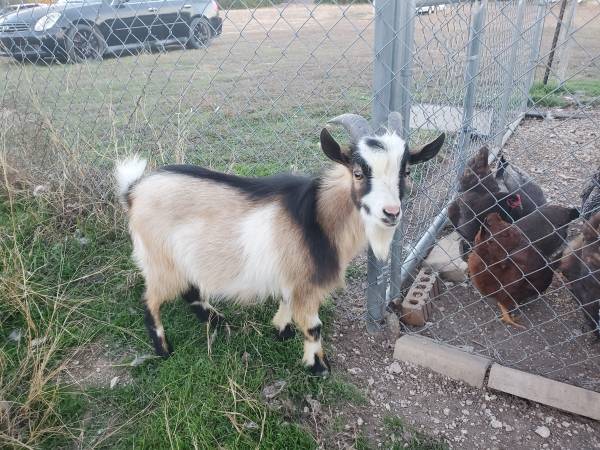 Nigerian dwarf buck 1