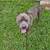 American bully 1 thumbnail
