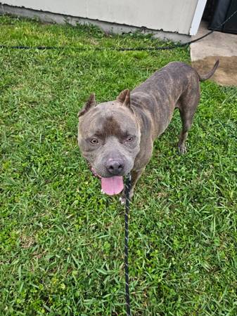 American bully 1