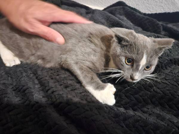 Gray & white male kitten 8 weeks rehoming neutered, vaccines, chipped (morgan hill)63890025496321123