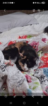 Gato mayor perdido de 14 años llamado Cookie (Seattle)64141790288129121