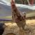 Roosters 2 thumbnail