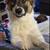 Dog 2 thumbnail