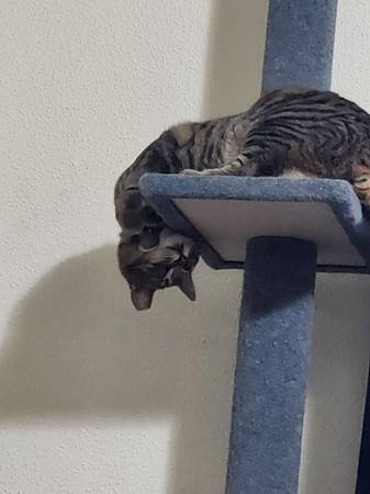 Missing Cat (Marshall)63970073142531120