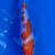Koi fish 13 thumbnail