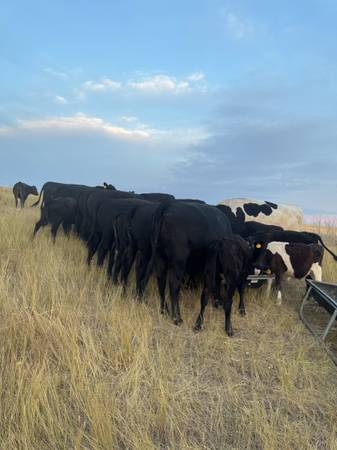 Whole or half beef 1