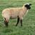 Registered Suffolk Sheep 7 thumbnail
