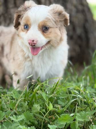 Mini Aussie Puppies 1