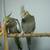 COCKATIEL  BABIES 3 thumbnail