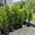Arborvitaes 4 thumbnail