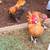 kikiriki chickens 2 thumbnail