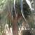 ALOE BAIENSEII ,DR SUSE tree & Dracaena Draco 11 17 thumbnail