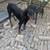 Doberman 3 thumbnail