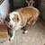 Australian shepherd 3 thumbnail