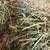 Fresh two string Alfalfa hay bundles of individual bales 2 thumbnail