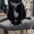 Figaro 1 year old kitten 1 thumbnail