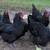 BLACK AUTRALORP Fertile EGGS 🥚 20 a dozen 3 thumbnail