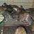 Quails 1 thumbnail