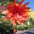 Epiphyllum 1 thumbnail