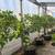 CITRUS TREES $20 - MORE THAN 5000 TREES - 50 CITRUS VARIETIES IN STOCK 5 thumbnail