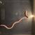 Corn snakes 16 thumbnail