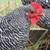 Barred Rock Laying Hens – Laying Now! 1 thumbnail