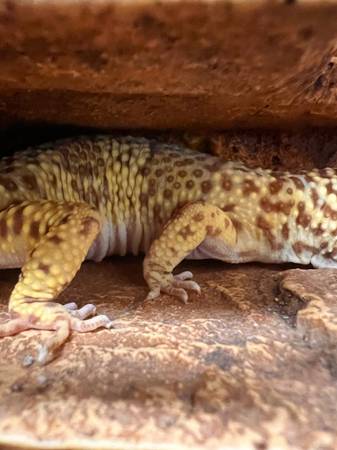 Leopard gecko (Orleans)63658636918785120