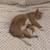 Missing Orange tabby cat 3 thumbnail