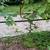 Six established grapevines 2 thumbnail