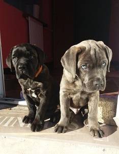 black Cane Corso 1