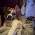 Bull Dog & Beagle Mix 2 thumbnail