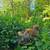 Male Mutt 4 thumbnail
