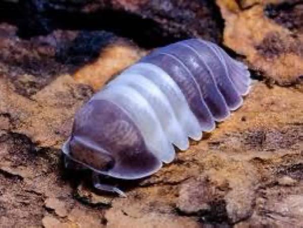 Panda King Isopods (5 ct) for Sale! 1
