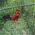 Gamefowl rooster 1 thumbnail