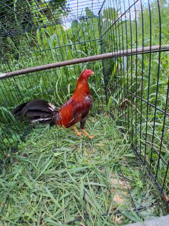 Gamefowl rooster 1