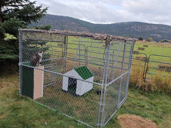 Catio 1