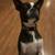Part-Time Pet Sitter | Evenings & Weekends | Marlborough Area 12 thumbnail