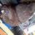 Cuban thief pouter pigeon 1 thumbnail