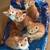 Kittens 2 thumbnail