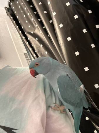 Lost blue Indian ring neck bird 1