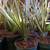 Dragon Tree Bicolor Dracaena House Plant 3 thumbnail