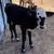Calf 2 thumbnail
