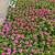 Teresitas plants 1 thumbnail