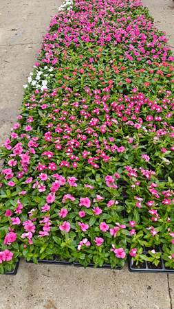 Teresitas plants 1